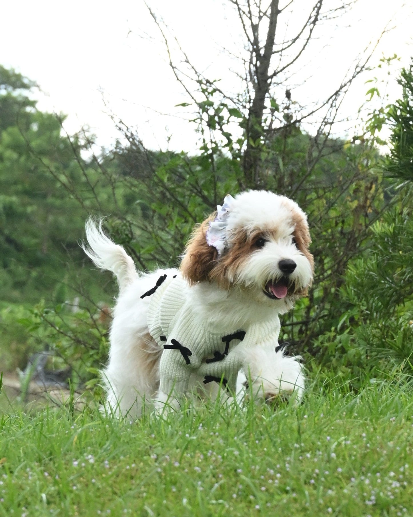 Black Bow-3D Motif Pet Sweater